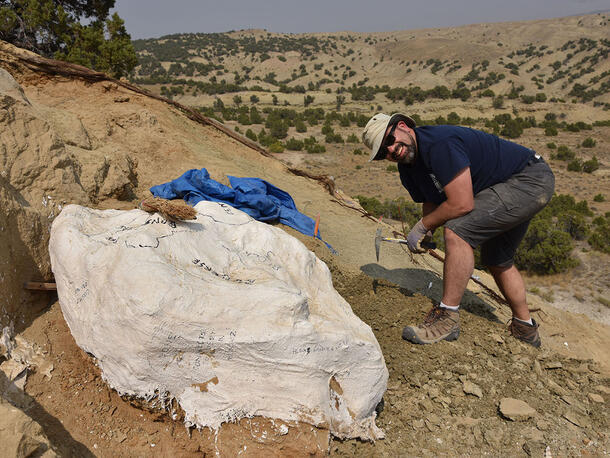 Museum scientist Carl Mehling holding a hammer and leaning beside a large plaster jacket on a rocky mountain.