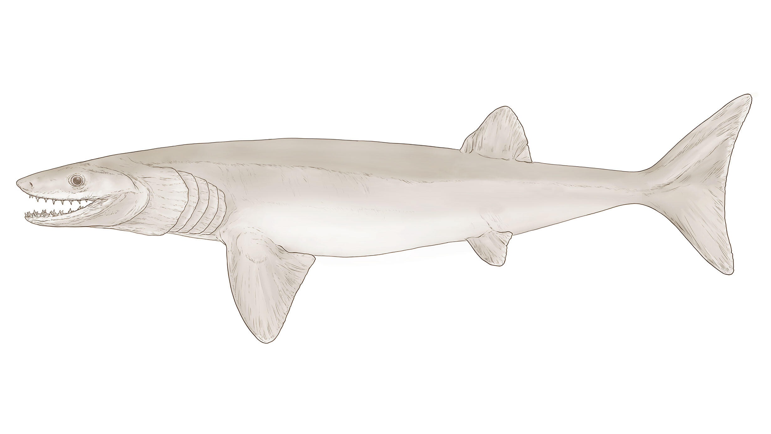 Illustration of a Cosmoselachus, an ancient shark-like species.