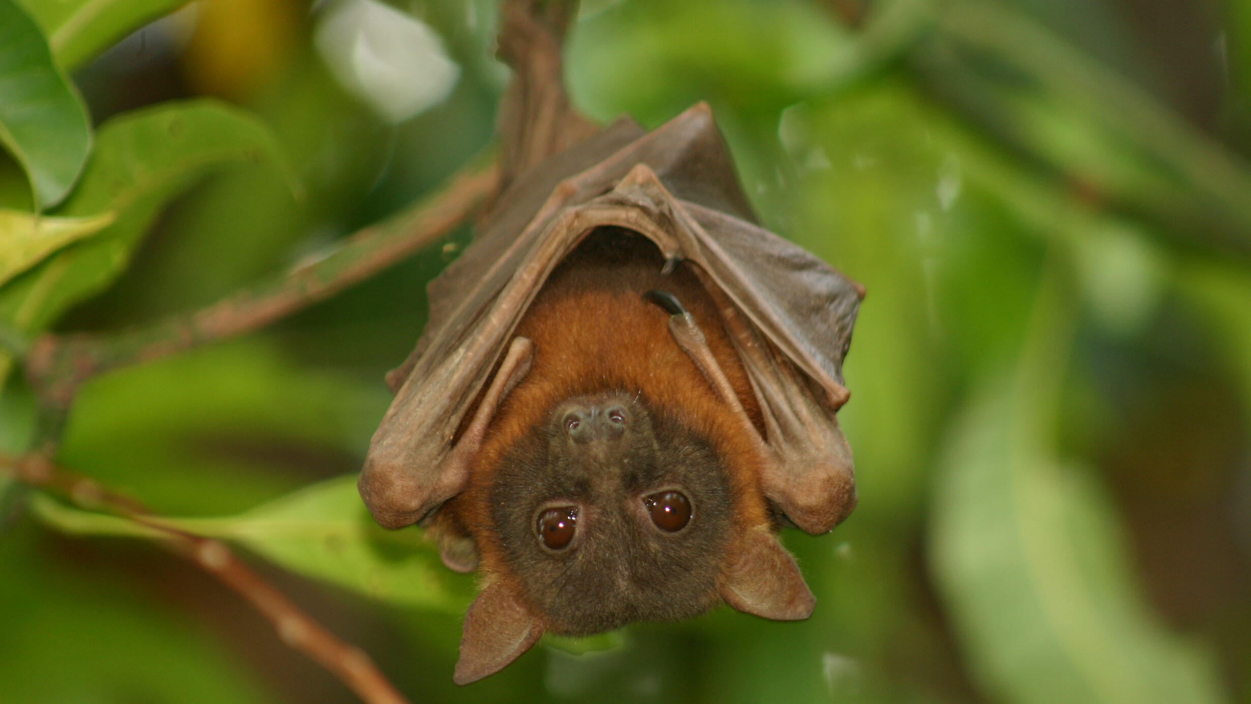 A red flying fox hanging upside down with its wings closed from a plant.