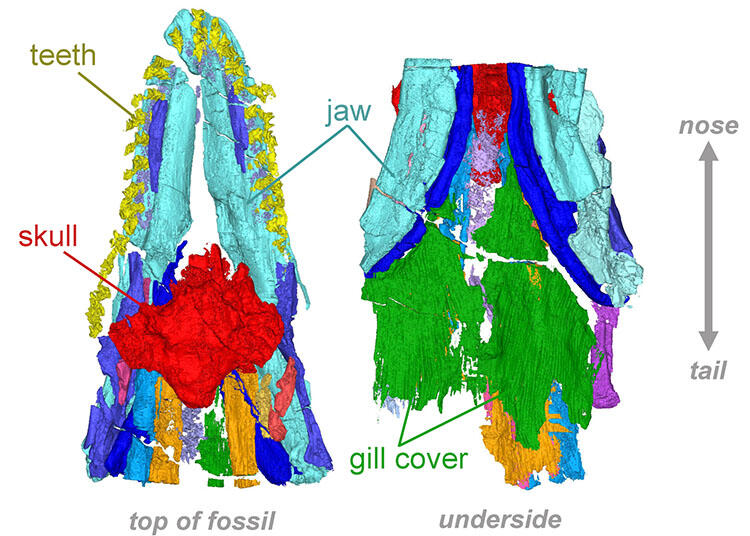 Two side-by-side, colorful CT renderings of the Cosmoselachus mehlingi fossil's skull, jaws, teeth, throat and gill covers.