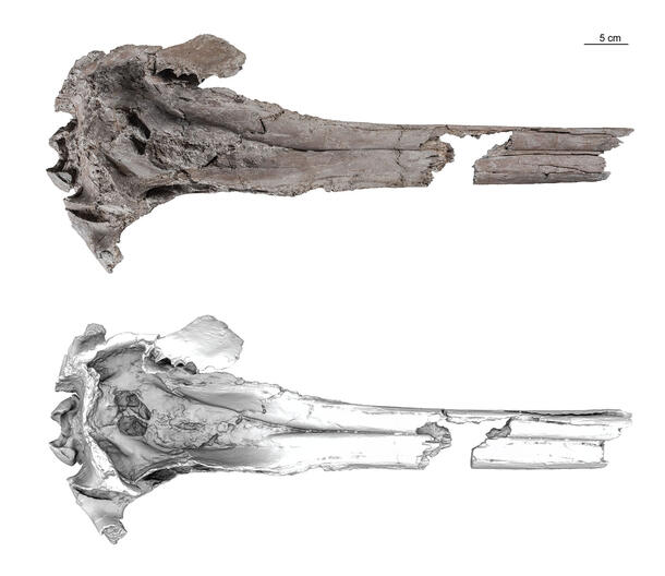 Fossil skull of the ancient dolphin species pebanista yacuruna (above) and a surface 3D model (below).