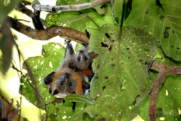 Two bats (grey headed flying foxes) hang upside down from a branch, partially obscured by a leaf. 