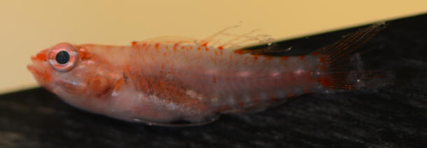 Eviota Goby Fish Under White Light