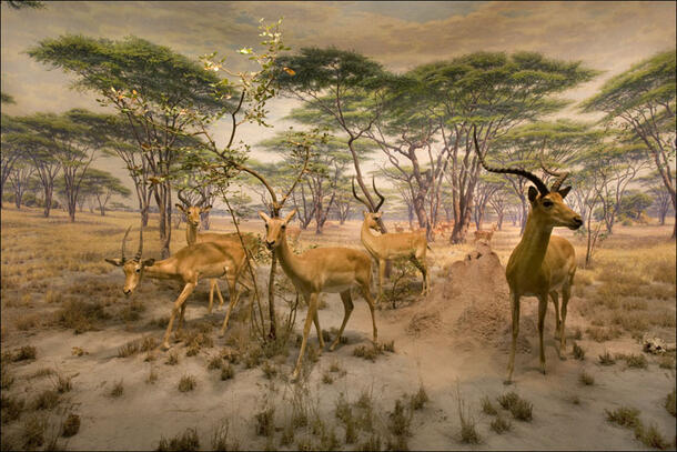 Impala with Termite Mound Diorama Akeley Hall of African Mammals