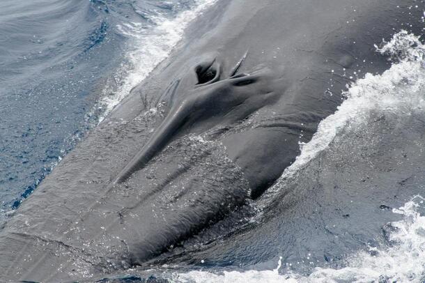 Bryde's Whale blowholes