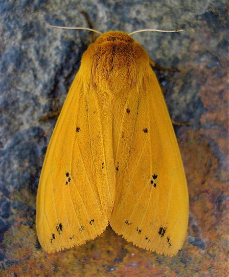 Isabella tiger moth