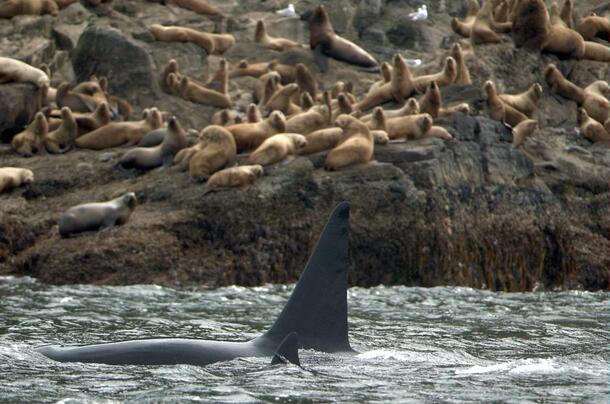 Killer Whale with Stellar Sea Lions