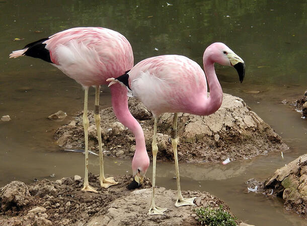 Andean Flamingo Wikimedia 