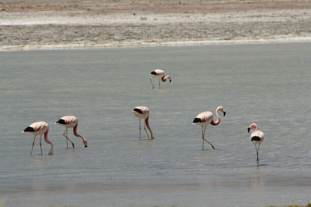 Six Andean flamingos standing and feeding in shallow water.