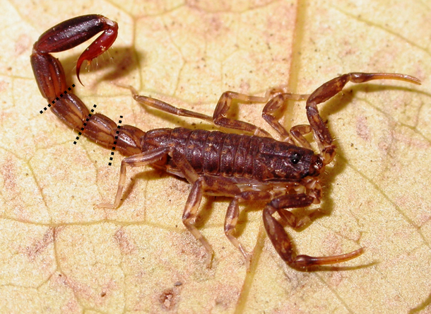 A reddish-brown colored scorpion against a light beige-colored leaf.