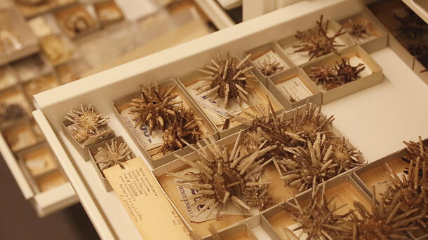 Some of the Museum's sea urchin specimens
