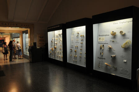 Mollusk hallway Evelyn Keller