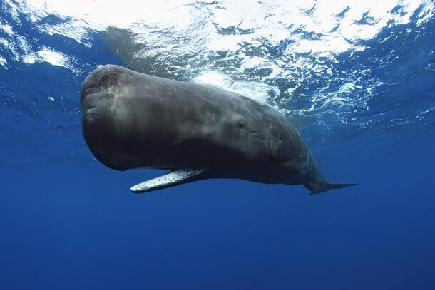Sperm Whale 2