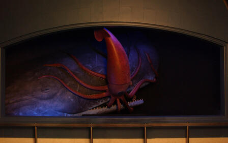 American Museum of Natural History – giant squid and sperm whale