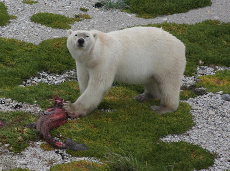 A polar bear, Ursus maritmus, eats a seal, its historically preferred prey. © AMNH/R. Rockwell