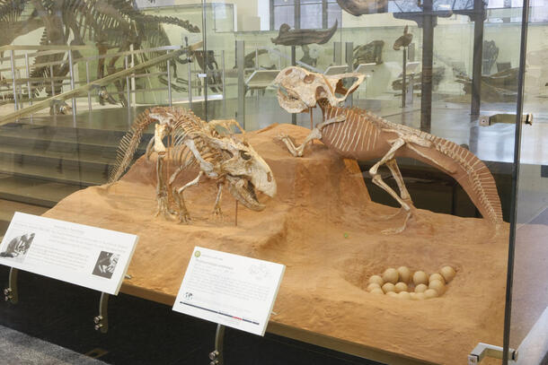 Glass case on the Museum’s fourth floor with two Protoceratops andrewsi fossil skeletons standing on a model dry dirt surface next to a clutch of eggs in a bowl-shaped depression.