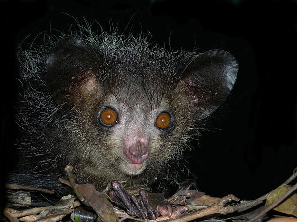 A photo of an aye-aye, perhaps taken with a flash camera, shows a furry primate with large ears, long thin claw-like digits on brown twigs and leaves, and round brown reddish eyes.