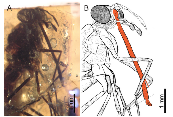 A slide of a fly fossilized in amber alongside a drawing showing scale as well as emphasis on the proboscis.