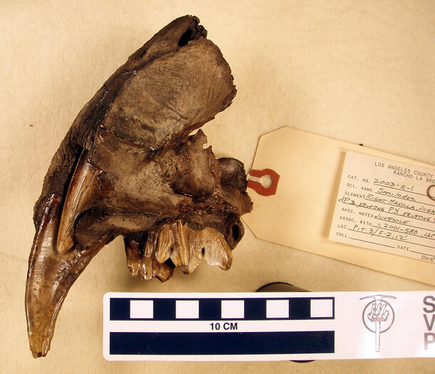 Smilodon fatalis jawbone showing fully erupted canine