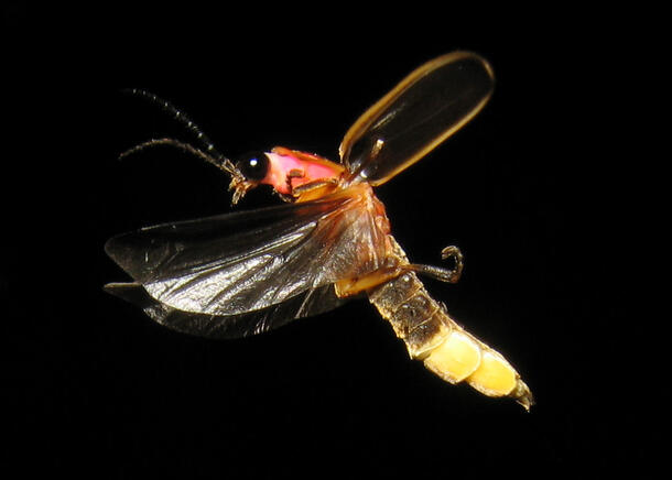 A photo capturing a firefly in flight at a side view, showing its open wing cover, its clear flapping wings, one large black eye, its antennae, and its bioluminescent lantern.