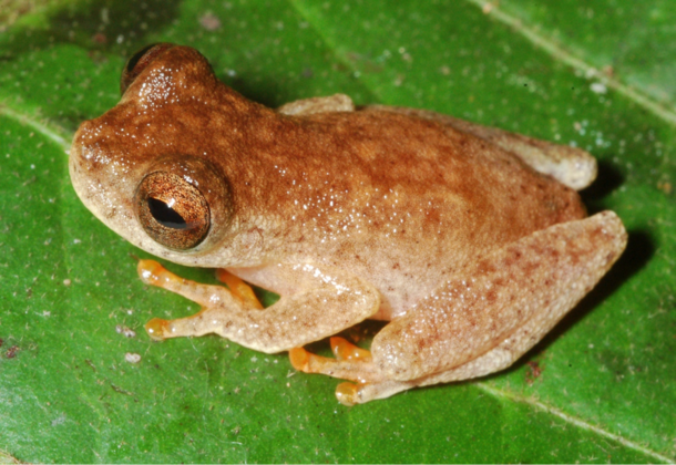 Amazon Tree Frog - Not Yet Named