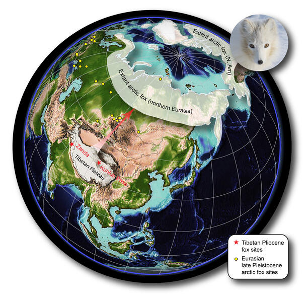 Arctic Fox Tibet Connection Map 