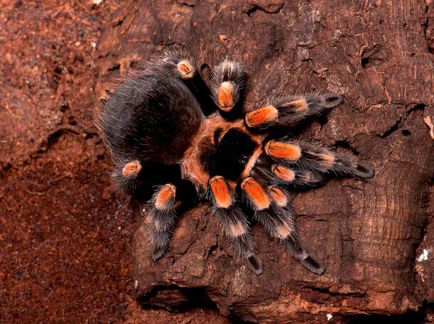 A Mexican redknee tarantula on a rock background.