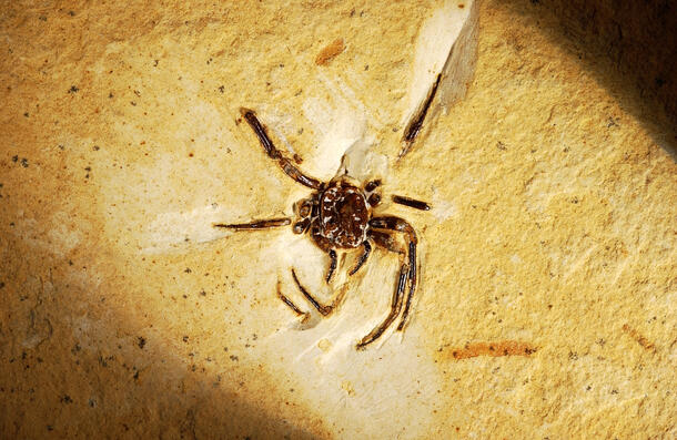 100,000-million-year old fossil of a spider embedded in limestone.