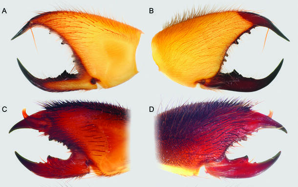 Dinorhaxinae and Rhagodidae jaws