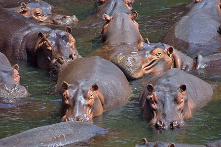 A pod of hippos