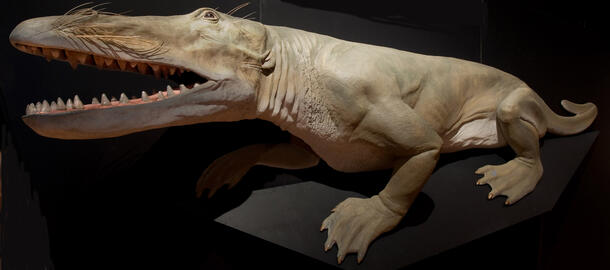 model of Ambulocetus natans, a prehistoric "walking whale"