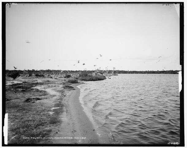 archival photograph of birds flying up from Pelican Island, Florida