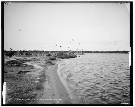 Early image of Pelican Island