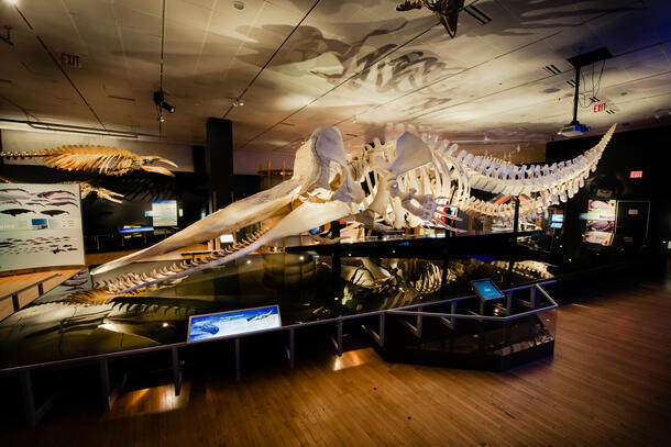 Sperm whale skeletons