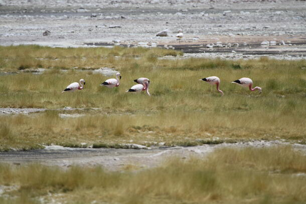 Six flamingos feeding in grass. They have light pink body feathers, darker pink necks, black beaks, and black tail feathers.