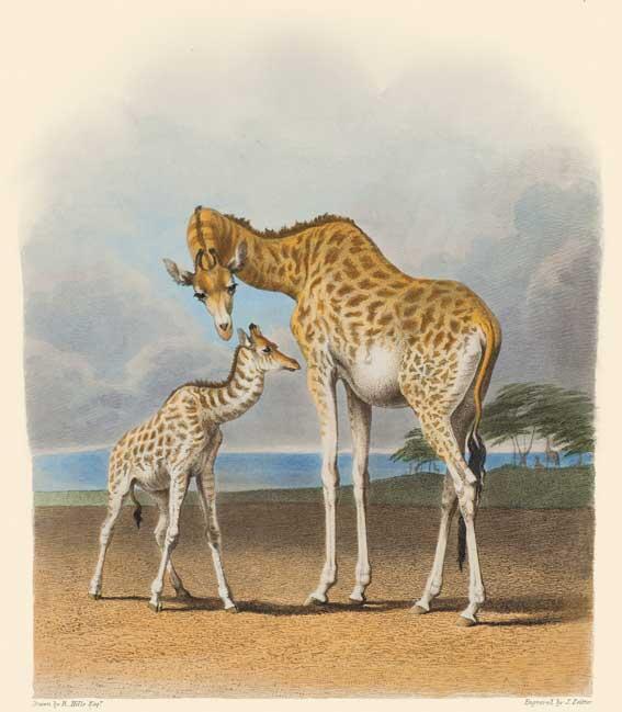 Giraffe Mother and Baby Natural Histories