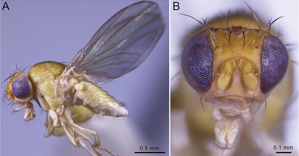 Drosophila Flavohirta