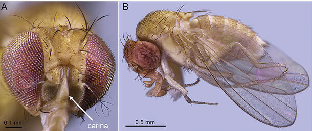Drosophila gentica
