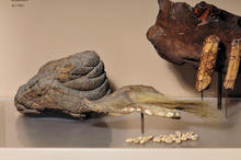 Mylodon darwinii Roosevelt SA Peoples