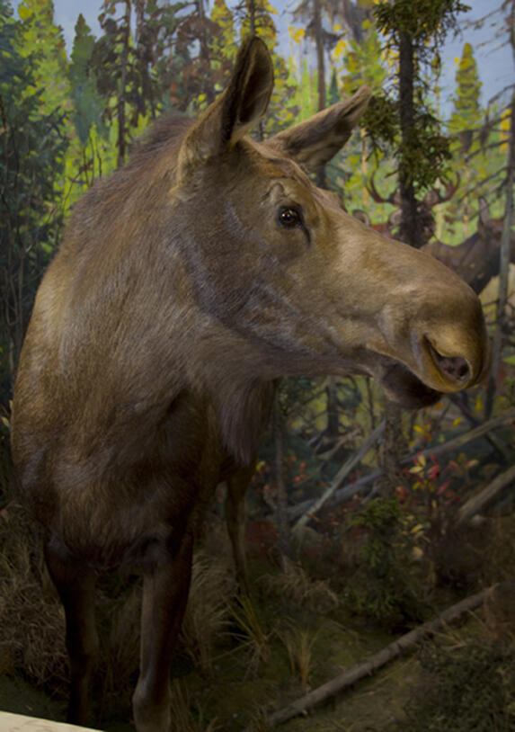 Female Moose 