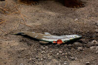 Salmon in Alaska Brown Bear diorama