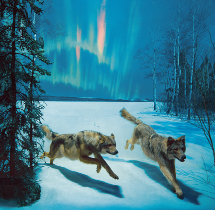Wolf diorama new science