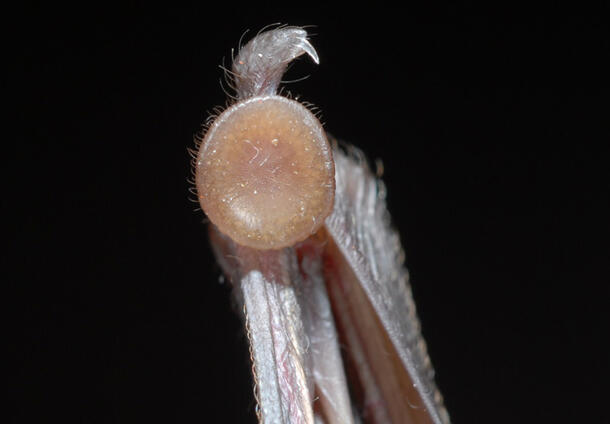 Close-up of a suction cup-like disk on a bat's wrists and ankles.