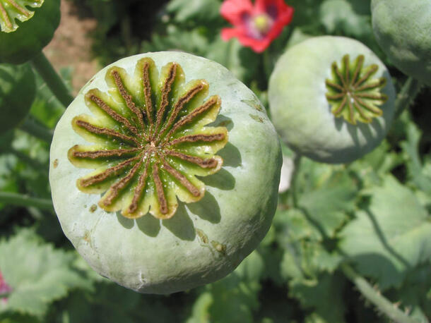 A close-up of the round green capsule of an opium poppy, with a second in the near background, and a reddish orange flower in the far background.