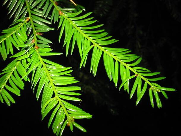 Pacific yew (Taxus brevifolia)