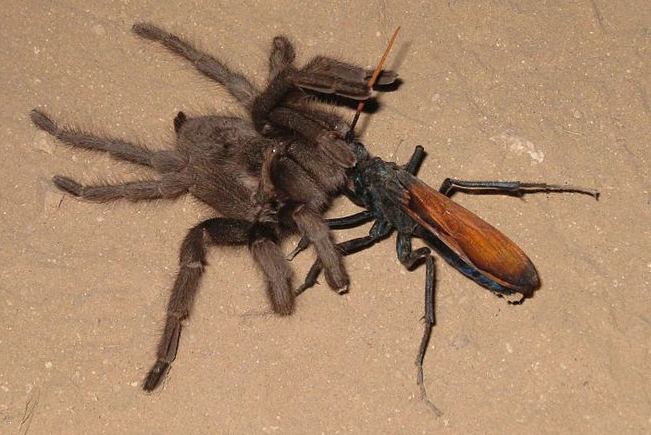 a born mimic toxic robber fly mimics tarantula hawk wasp tarantula hawk size