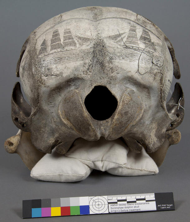 Museum scrimshaw skull back