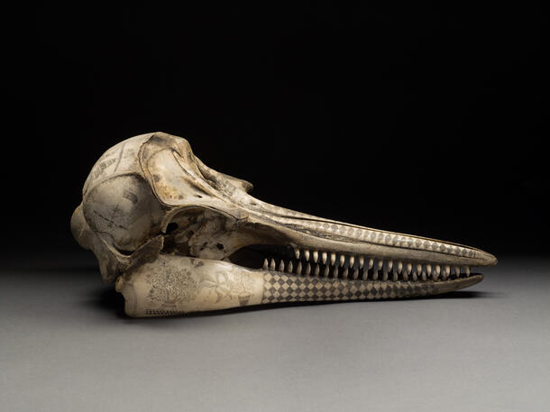 Museum scrimshaw skull entire