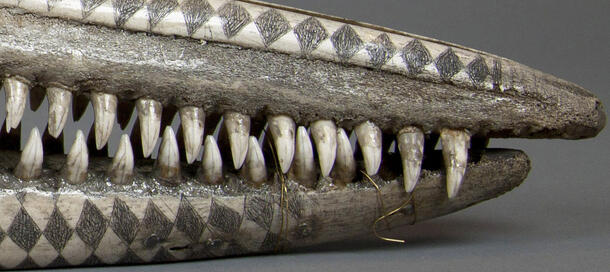 Museum Scrimshaw Skull teeth