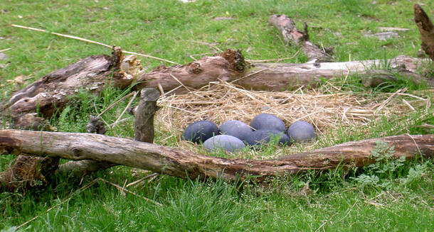 Straw bird nest containing six large eggs, built on the ground between fallen tree branches.